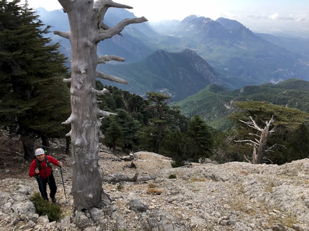 Ormanlık alanın son etapları